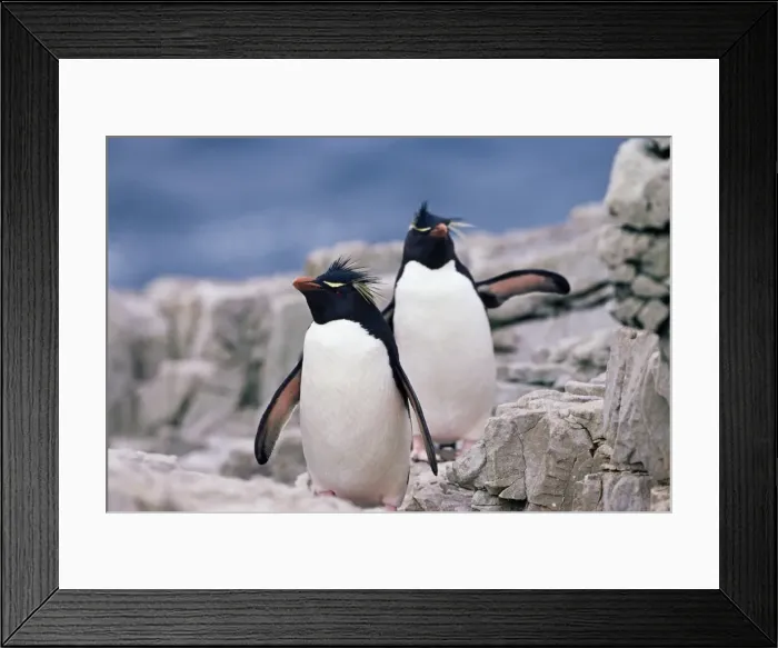 Framed Print : Two rockhopper penguins (Eudyptes chrysocome chrysocome), Sea Lion Islands