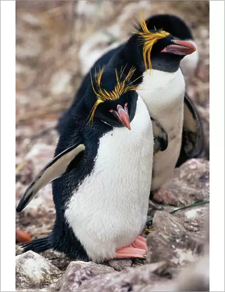 Macaroni penguins (Eudyptes chrysolophus), East Falkland, Falkland Islands