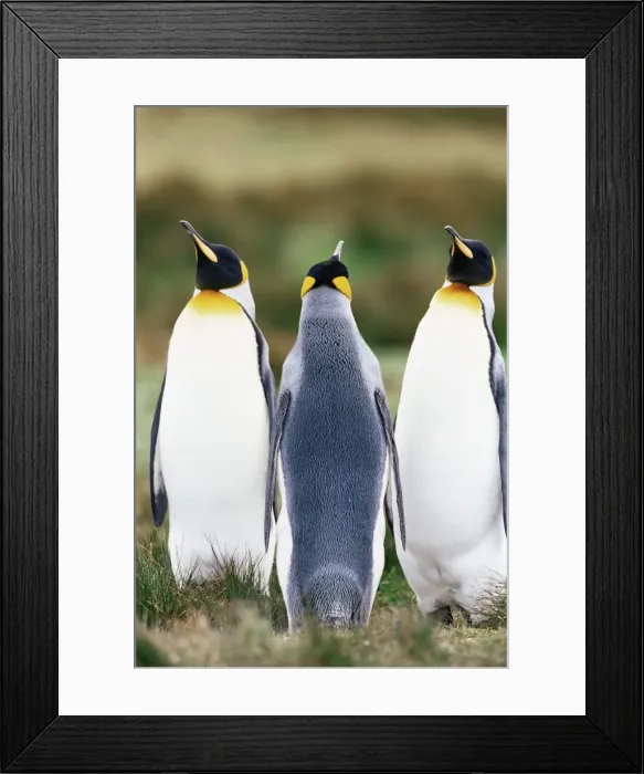 Framed Print : King penguins (Aptenodytes patagonicus), Volunteer Point, East Falkland Framed Print : King penguins (Aptenodytes patagonicus), Volunteer Point, East Falkland
