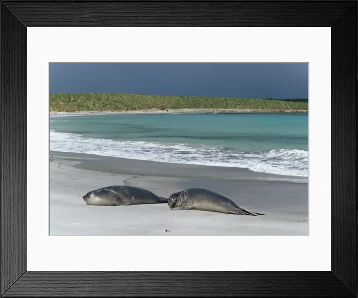 Framed Print : Elephant seals relaxing on the beach, Sea Lion Island, Falkland Islands Framed Print : Elephant seals relaxing on the beach, Sea Lion Island, Falkland Islands