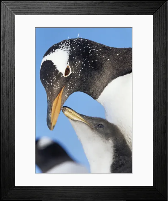 Framed Print : An adult gentoo penguin (Pygoscelis papua papua) looking at his chick, Sea Lion Island Framed Print : An adult gentoo penguin (Pygoscelis papua papua) looking at his chick, Sea Lion Island
