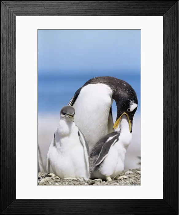 Framed Print : An adult gentoo penguin (Pygoscelis papua papua) feeding a chick, Sea Lion Island