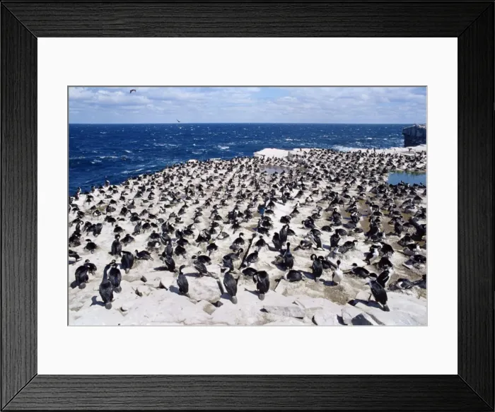 Framed Print : Imperial (king) shags (Phalacrocorax atriceps albiventer), Sea Lion Island Framed Print : Imperial (king) shags (Phalacrocorax atriceps albiventer), Sea Lion Island