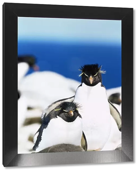 Family of rockhopper penguins (Eudyptes chrysocome chrysocome) hugging