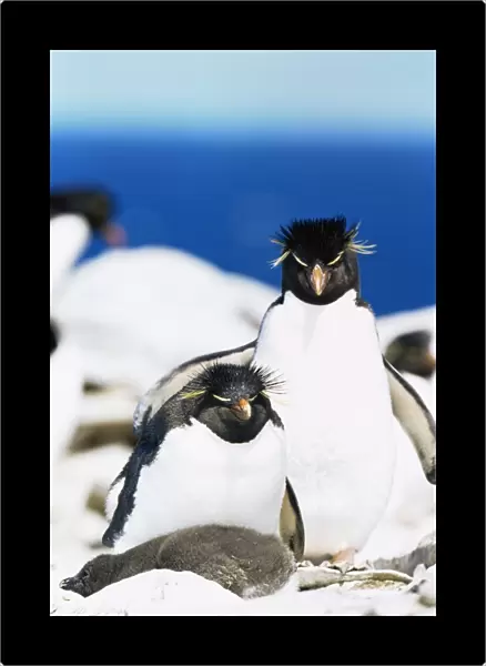 Family of rockhopper penguins (Eudyptes chrysocome chrysocome) hugging