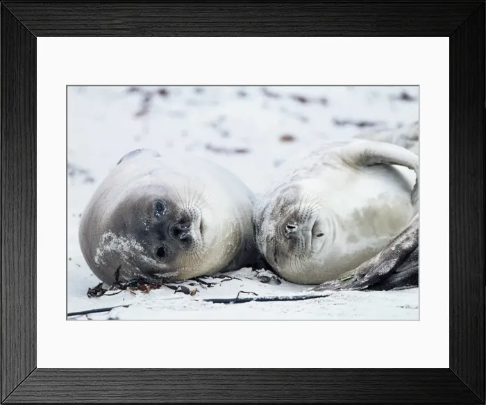 Framed Print : Elephant seals on a beach, Saunders Island, Falkland Islands, South Atlantic Framed Print : Elephant seals on a beach, Saunders Island, Falkland Islands, South Atlantic