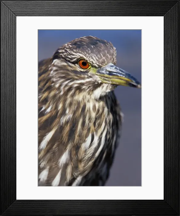 Framed Print : Close-up of a juvenile black-crowned night heron (Nycticorax nycticorax falklandicus)