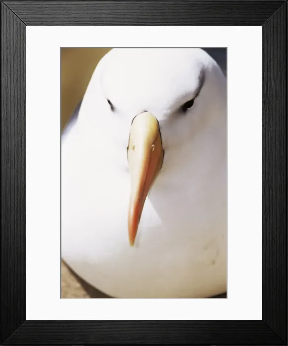 Framed Print : Close-up of black-browed albatross head (Thalassarche melanophris), Saunders Island Framed Print : Close-up of black-browed albatross head (Thalassarche melanophris), Saunders Island