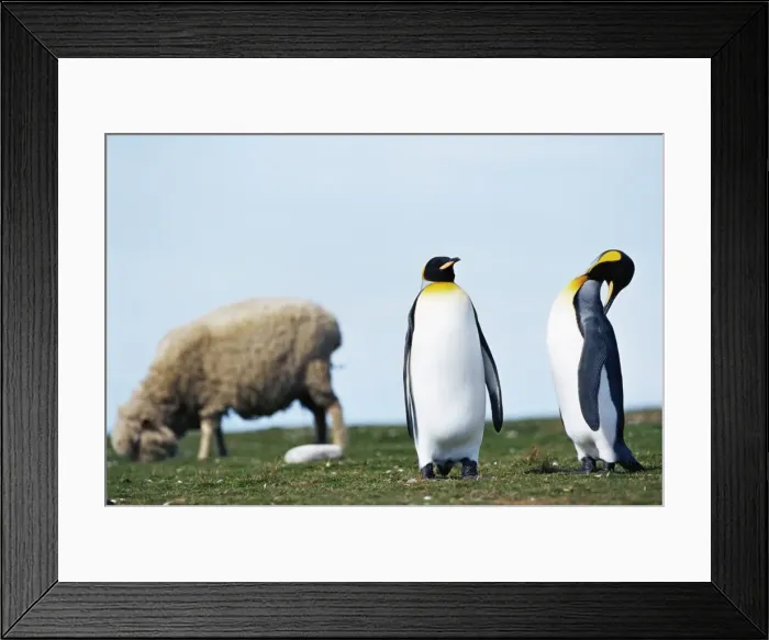 Framed Print : King penguins (Aptenodytes patagonicus) sharing their territory with a sheep