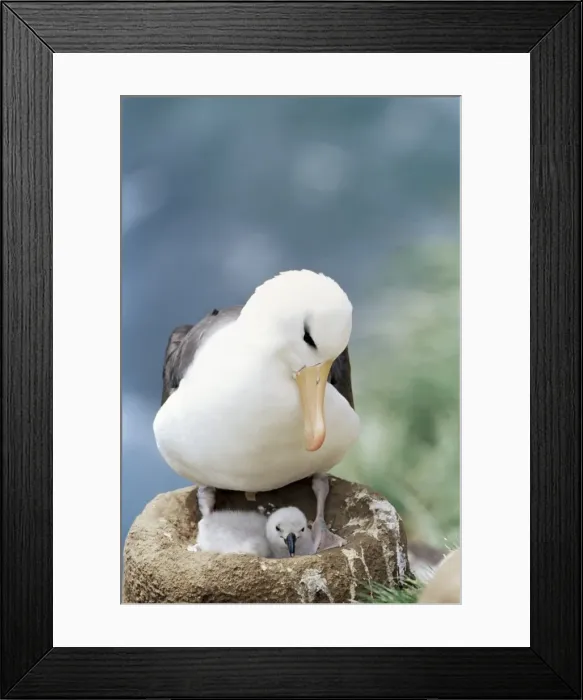 Framed Print : A black-browed albatross (Thalassarche melanophris) looking at its chick Framed Print : A black-browed albatross (Thalassarche melanophris) looking at its chick