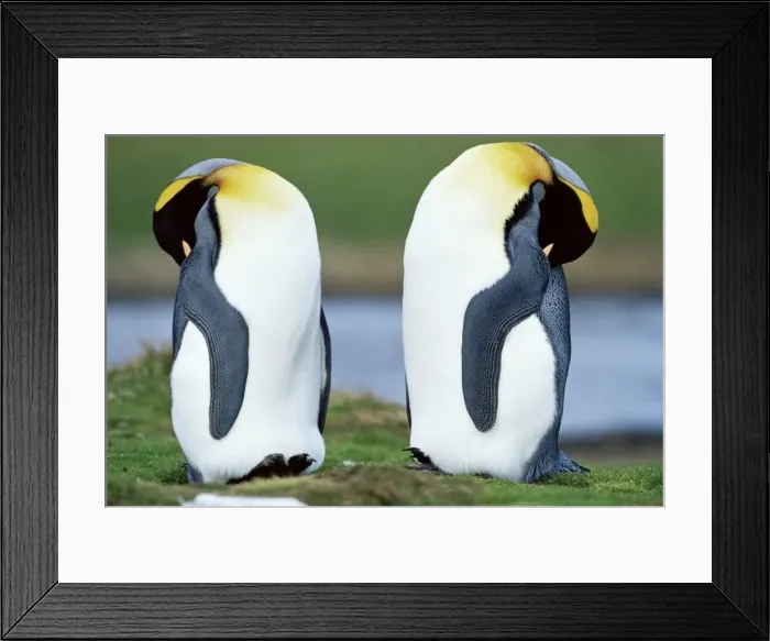Framed Print : King penguins (Aptenodytes patagonicus) sleeping, Volunteer Point, East Falkland Framed Print : King penguins (Aptenodytes patagonicus) sleeping, Volunteer Point, East Falkland