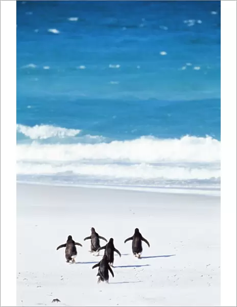 King penguins (Aptenodytes patagonicus) running into the sea, Volunteer Point