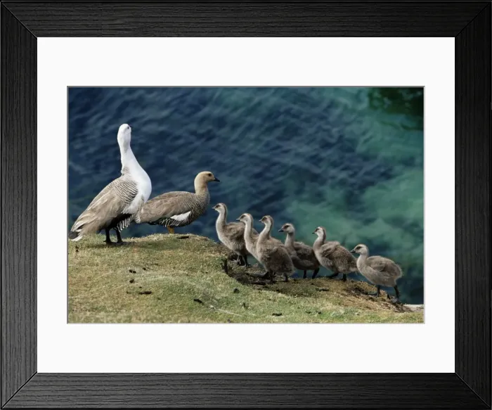 Framed Print : Greater upland goose (Chloephaga poliocephala) family, Saunders Island Framed Print : Greater upland goose (Chloephaga poliocephala) family, Saunders Island