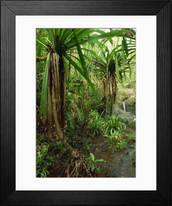 Framed Print : Stream and palms in the Colo-I-Suva rain forest on the island of Viti Levu in Fiji Framed Print : Stream and palms in the Colo-I-Suva rain forest on the island of Viti Levu in Fiji