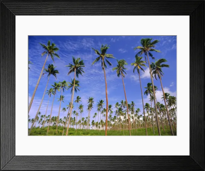 Framed Print : Coconut plantation, Tavauni Island, Fiji, Pacific Islands Framed Print : Coconut plantation, Tavauni Island, Fiji, Pacific Islands