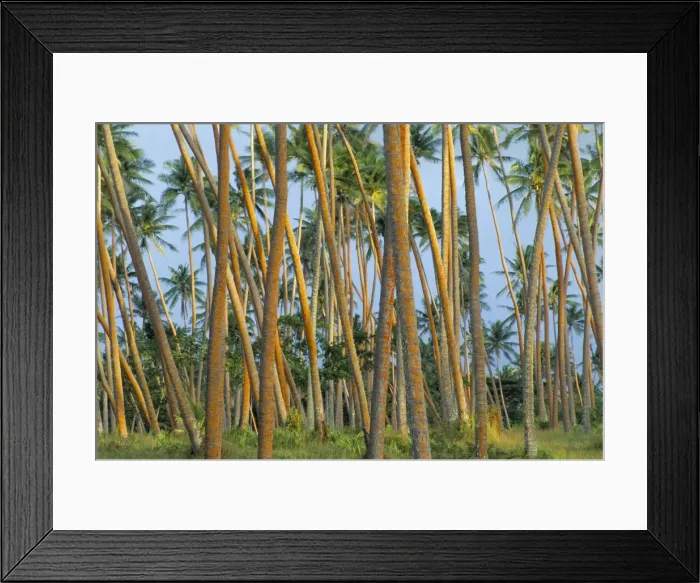 Framed Print : Coconut plantation, Taveuni Island, Fiji, Pacific Framed Print : Coconut plantation, Taveuni Island, Fiji, Pacific