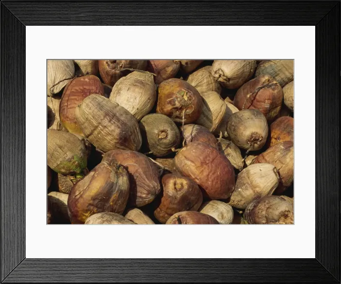 Framed Print : Close-up of coconuts on Taveuni Island in Fiji, Pacific Islands, Pacific Framed Print : Close-up of coconuts on Taveuni Island in Fiji, Pacific Islands, Pacific