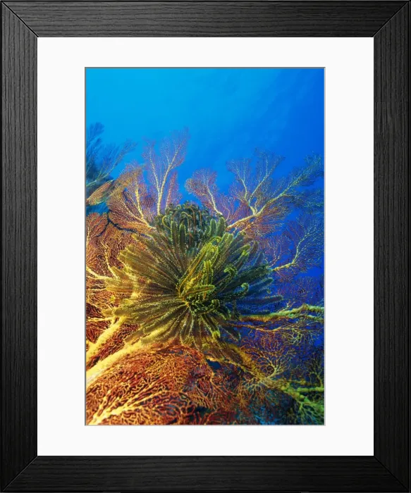 Framed Print : Featherstars perch on the edge of Gorgonian Sea Fans to feed in the current Framed Print : Featherstars perch on the edge of Gorgonian Sea Fans to feed in the current