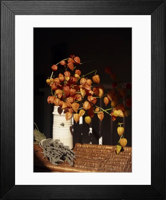 Framed Print : Vase of orange-red Chinese lanterns (physalis alkekengi), with a bunch of dried French lavender Framed Print : Vase of orange-red Chinese lanterns (physalis alkekengi), with a bunch of dried French lavender