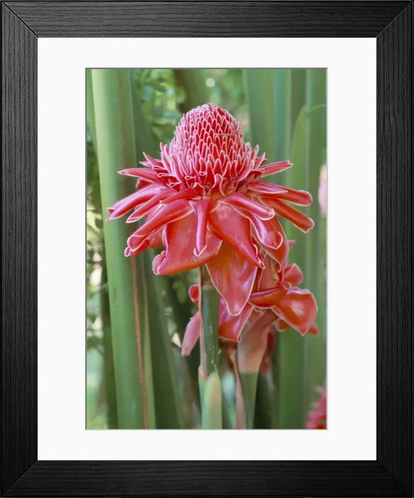 Framed Print : Torch ginger (Nicolaia elatior), a tropical plant Framed Print : Torch ginger (Nicolaia elatior), a tropical plant