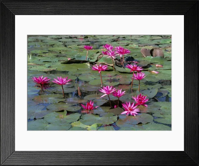 Framed Print : Pink water lilies in flower (Nymphaea sp. ), in tropical area Framed Print : Pink water lilies in flower (Nymphaea sp. ), in tropical area