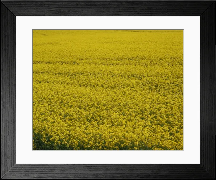 Framed Print : Close-up of a rape field in the United Kingdom, Europe Framed Print : Close-up of a rape field in the United Kingdom, Europe