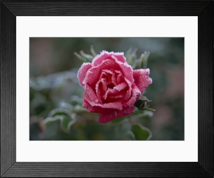 Framed Print : Close-up of pink rose with frost Framed Print : Close-up of pink rose with frost