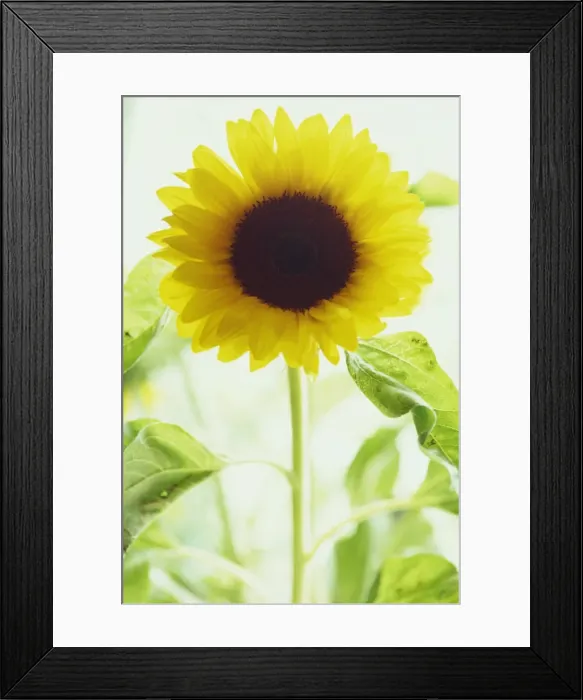 Framed Print : Portrait of a single sunflower Framed Print : Portrait of a single sunflower