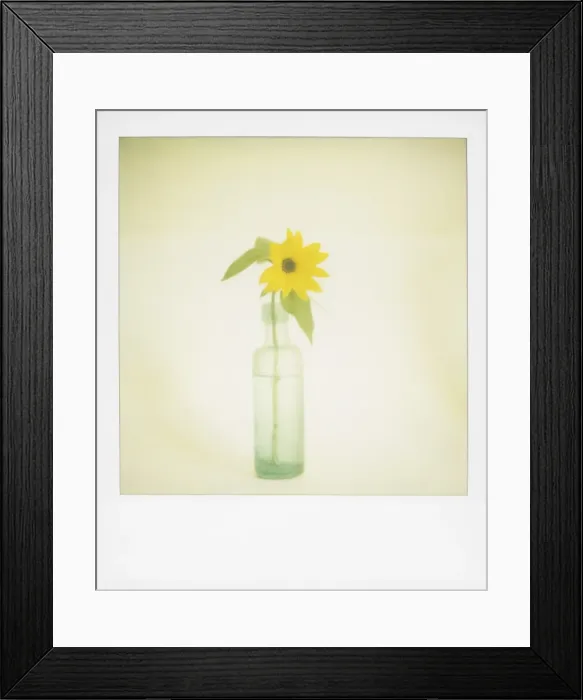 Framed Print : Polaroid of single sunflower in old green glass bottle Framed Print : Polaroid of single sunflower in old green glass bottle