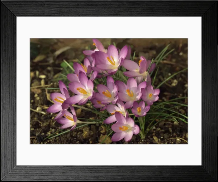 Framed Print : Close-up of crocuses in spring Framed Print : Close-up of crocuses in spring