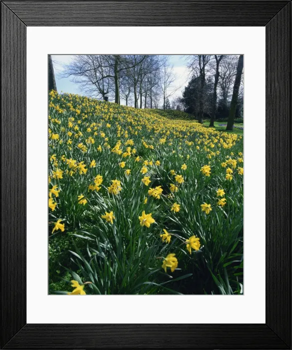 Framed Print : Daffodils in spring Framed Print : Daffodils in spring