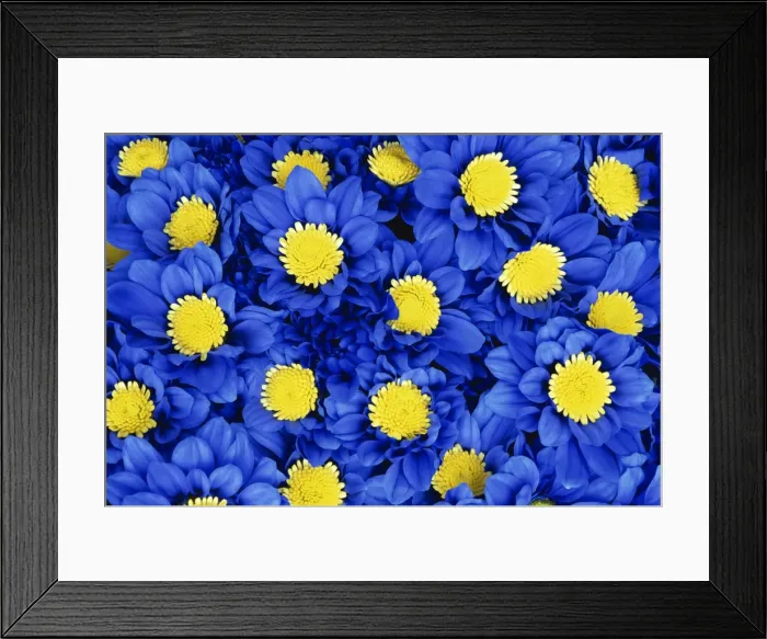 Framed Print : Blue Chrysanthemums Framed Print : Blue Chrysanthemums