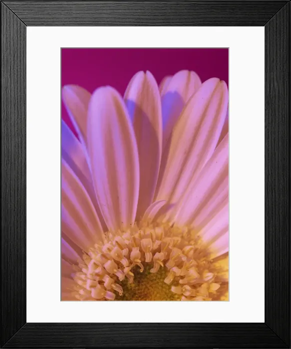 Framed Print : Portrait of UV white gerbera centre and petals Framed Print : Portrait of UV white gerbera centre and petals