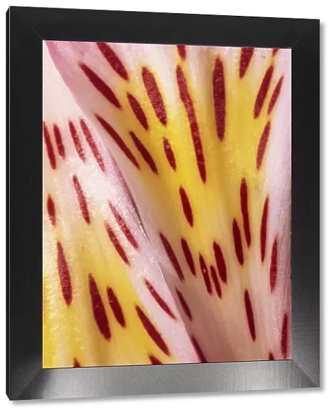 Abstract patterns and designs of the flower petals of a pink alstromeria