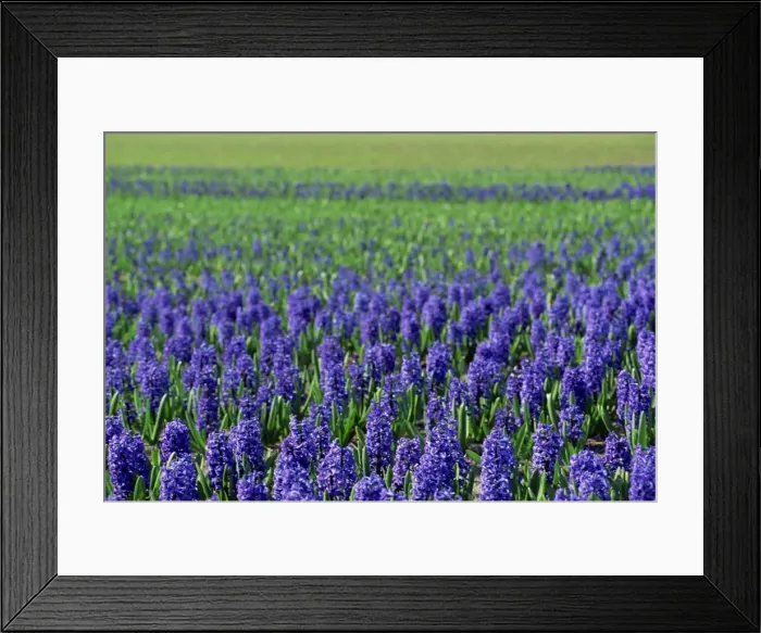 Framed Print : Field of blue hyacinths at Lisse in the Netherlands, Europe Framed Print : Field of blue hyacinths at Lisse in the Netherlands, Europe