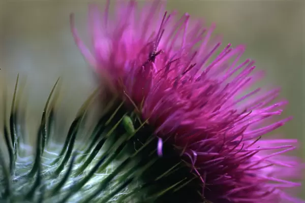 Close-up of a Scottish thistle flower