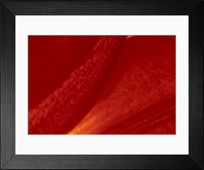 Framed Print : Detail of a red lily flower Framed Print : Detail of a red lily flower