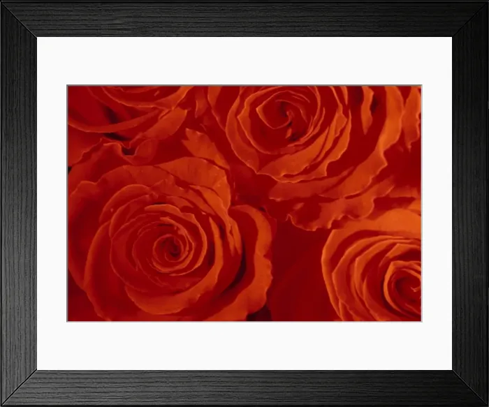 Framed Print : Close-up of Roses