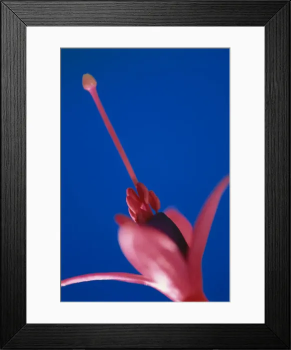 Framed Print : Close-up of Fuschia Framed Print : Close-up of Fuschia