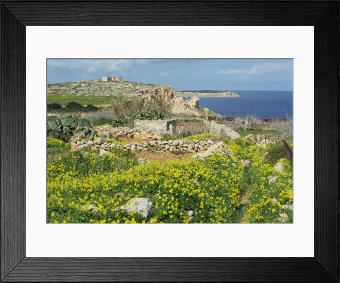 Framed Print : Flowers, in the rocky terrain near Mgiebah Bay, Mediterranean oxalis, Malta, Europe Framed Print : Flowers, in the rocky terrain near Mgiebah Bay, Mediterranean oxalis, Malta, Europe
