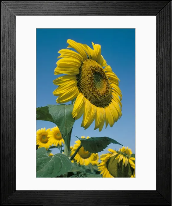 Framed Print : Close-up of sunflowers Framed Print : Close-up of sunflowers