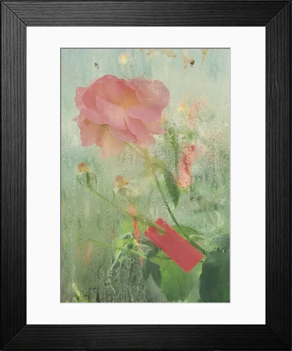 Framed Print : Pale salmon pink rose against a window pane with heavy condensation Framed Print : Pale salmon pink rose against a window pane with heavy condensation