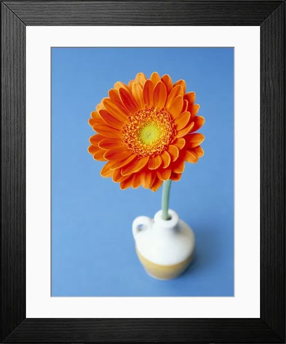Framed Print : Orange gerbera flower against a blue background Framed Print : Orange gerbera flower against a blue background