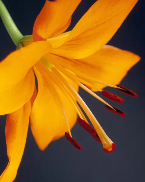 Close-up of orange lilium Brunello flower, against a blue background