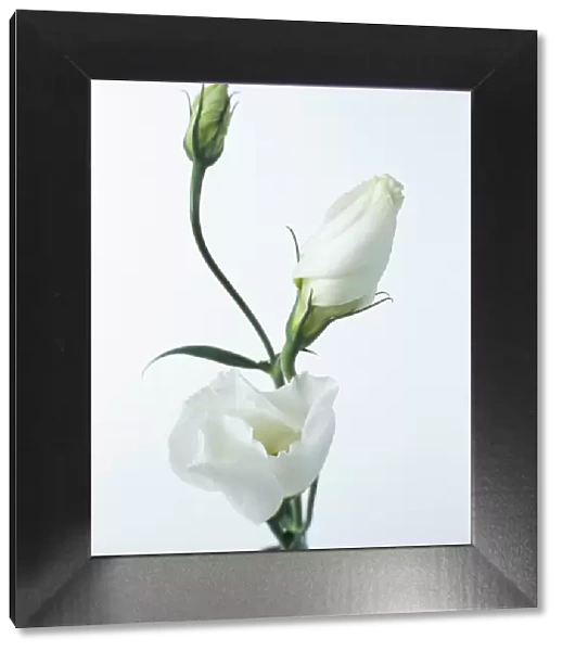 Close-up of Eustoma Russellanium, Kyoto pure White, flower and buds on a white background