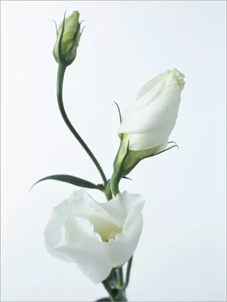 Close-up of Eustoma Russellanium, Kyoto pure White, flower and buds on a white background