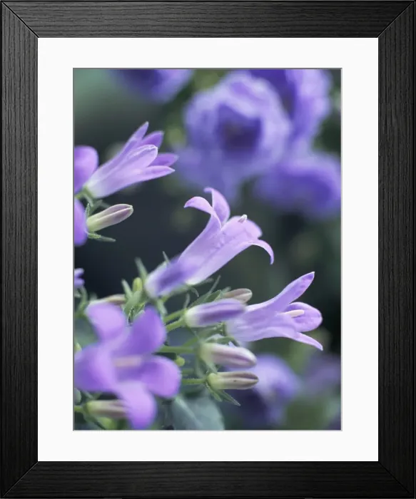 Framed Print : Close-up of flowering campanula Monic Framed Print : Close-up of flowering campanula Monic
