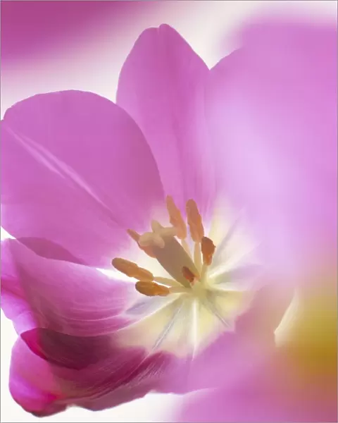 Studio shot, close-up of a pink tulip (tulipa) flower