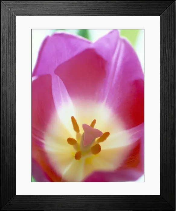 Framed Print : Close-up of stigma and stamen inside a pink tulip (tulipa) flower Framed Print : Close-up of stigma and stamen inside a pink tulip (tulipa) flower