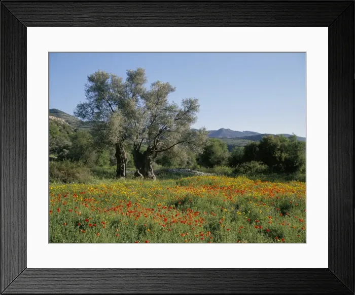 Framed Print : Spring flowers and olive trees on lower Troodos slopes near Arsos, Cyprus, Europe Framed Print : Spring flowers and olive trees on lower Troodos slopes near Arsos, Cyprus, Europe